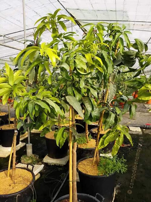 Árbol de mango de la variedad Keitt en maceta con 4 años de edad