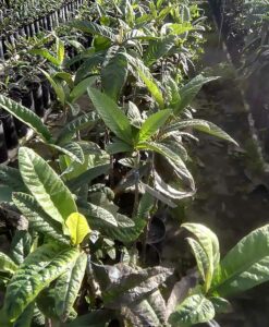 Plantas de níspero Goden Nugget de 1 año