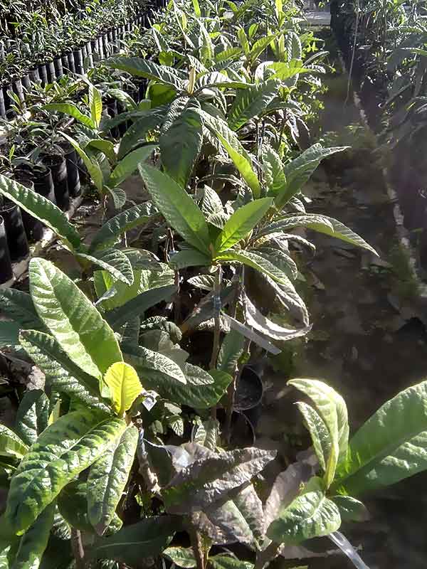 Plantas de níspero Goden Nugget de 1 año