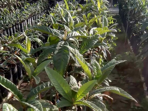 Plantas de níspero Peluche de 1 año