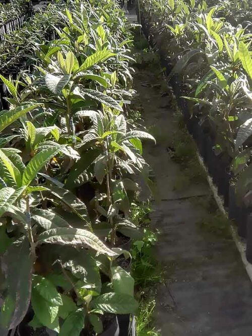 Plantas de níspero Tanaka de 1 año