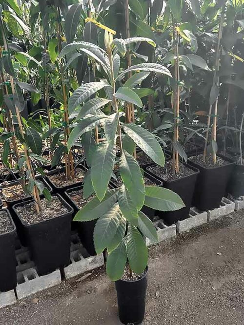 Árbol de níspero Tanaka en maceta de 6 litros