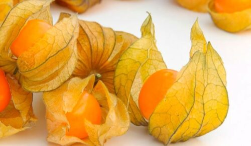 Comprar physalis en bandeja