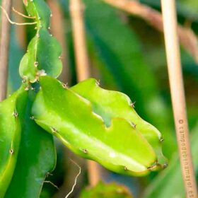 Planta de pitaya H. undatus