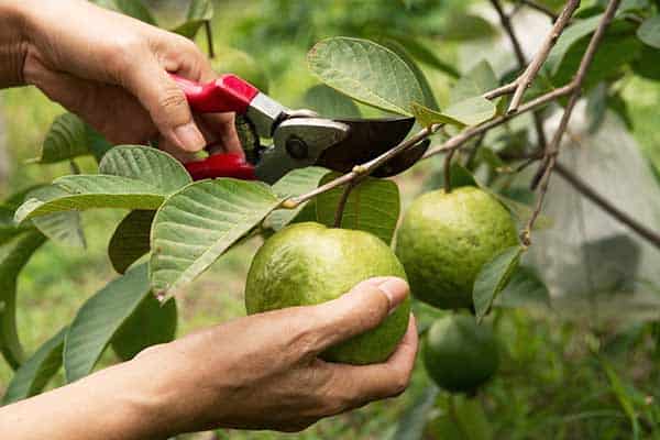 plantas de guayaba