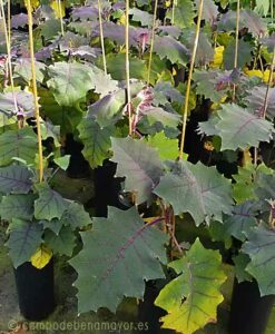 Plantas de Lulo en Campo de Benamayor