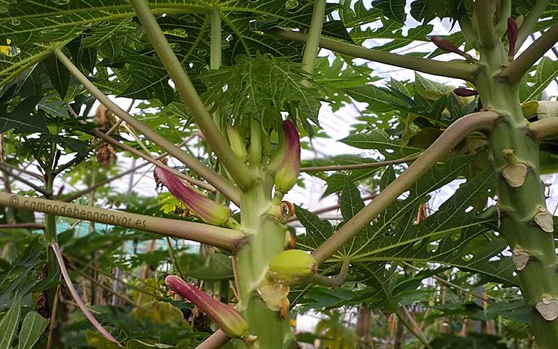 plantas de papaya