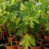 Planta de papaya Passion Red en maceta de 6 litros