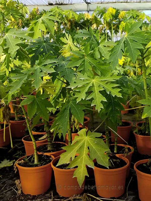 Planta de papaya Passion Red en maceta de 6 litros