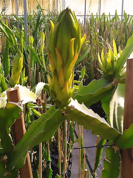 plantas de pitaya de 1 y 2 años