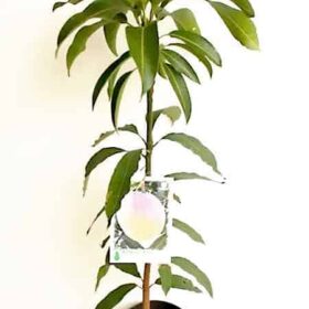 Planta de mango Tommy Atkins