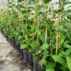 Comprar planta Passiflora edulis