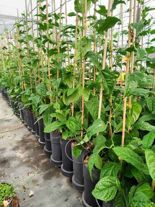Comprar planta Passiflora edulis