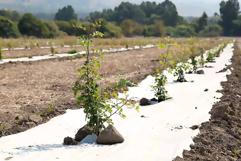 Plantación de algarrobos