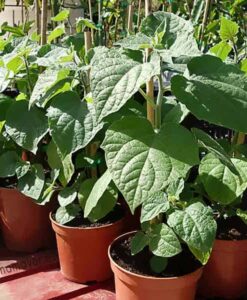 Plantas de physalis para comprar online