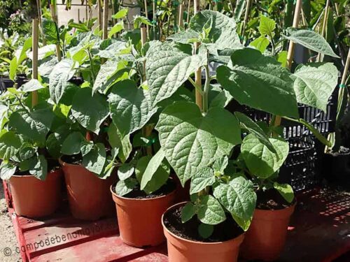 Plantas de physalis para comprar online