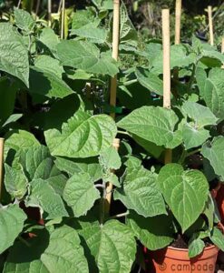 Plantas de physalis (alquequenje o uchuva)