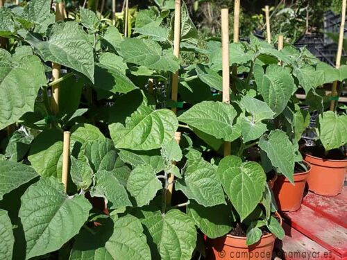 Plantas de physalis (alquequenje o uchuva)