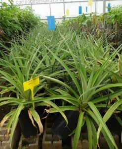 Plantas de piña tropical para comprar online