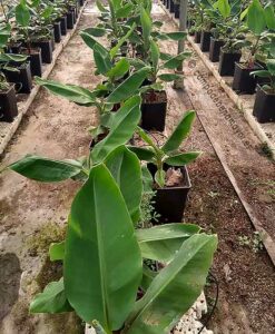 Platanera roja cultivada en maceta