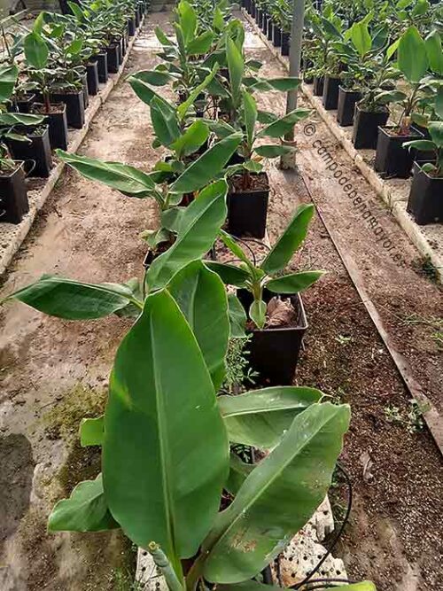 Platanera roja cultivada en maceta