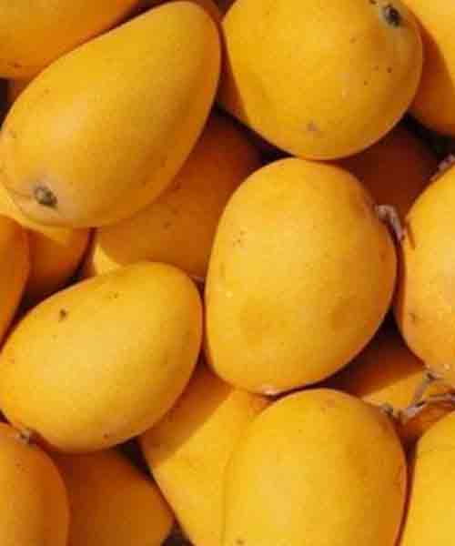 Tenemos semilla de mango Gomera3 campo de Benamayor