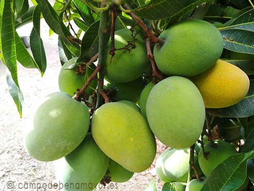 Fruta de mango Gomera-3 para extraer su semilla