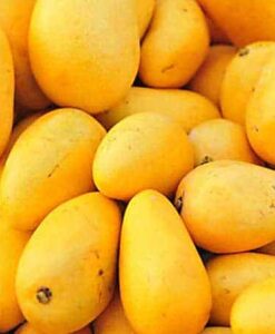 La semilla del mango Gomera-3 es la adecuada para sembrar