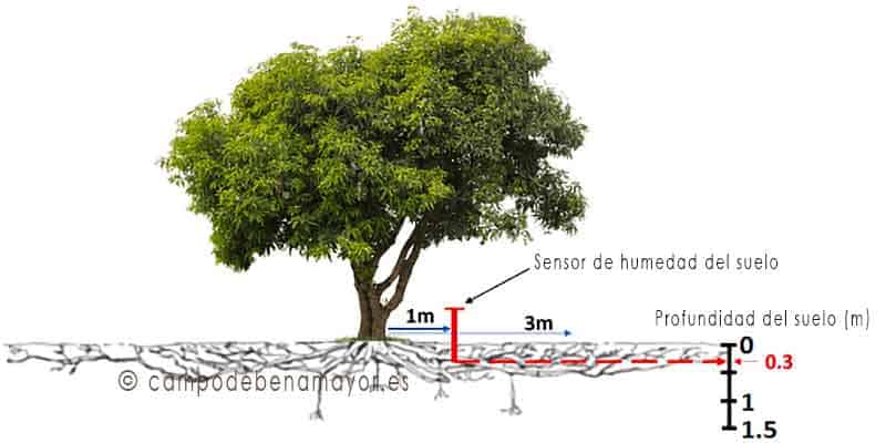 Sistema de raíces del aguacate susceptible al encharcamiento