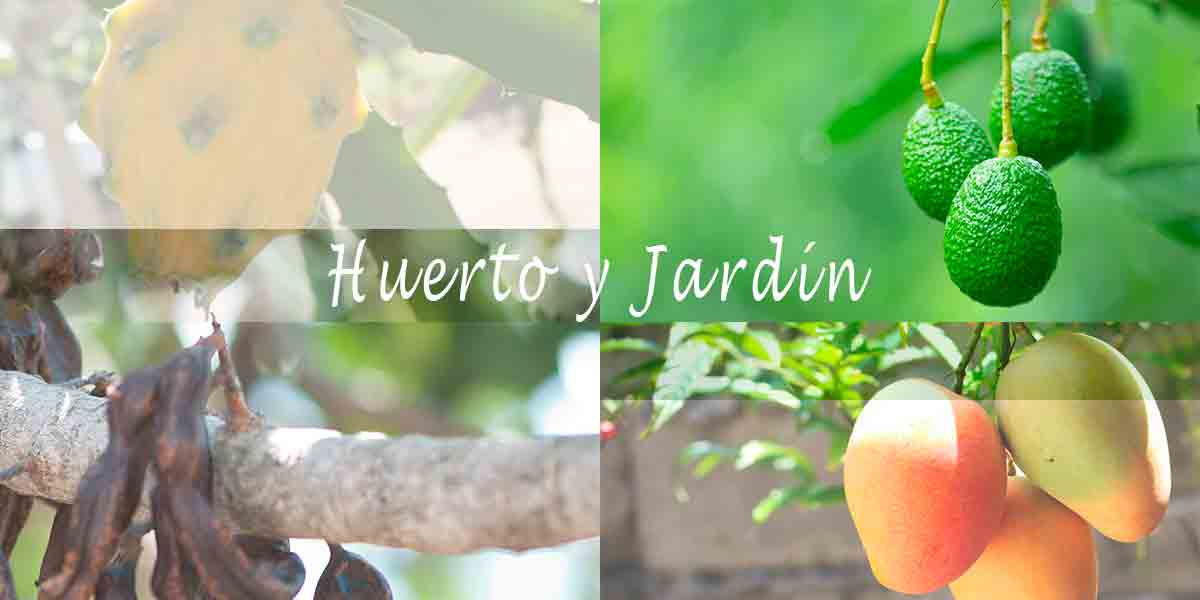 Vivero de plantas y árboles tropicales en Málaga