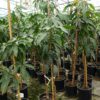 Árbol de mango Keitt grande con 3 años de edad