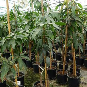 Árbol de mango Keitt con 3 años
