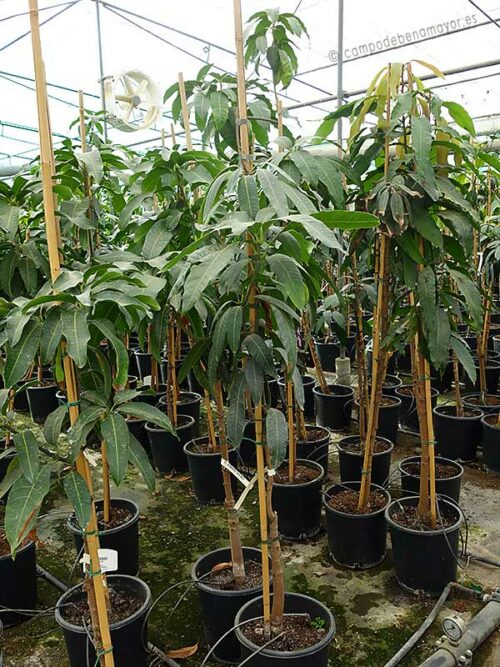 Árbol de mango Keitt grande con 3 años de edad